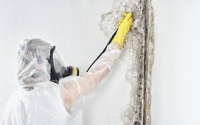 Best Water Damage & Mold Remediation  in Roseville, OH